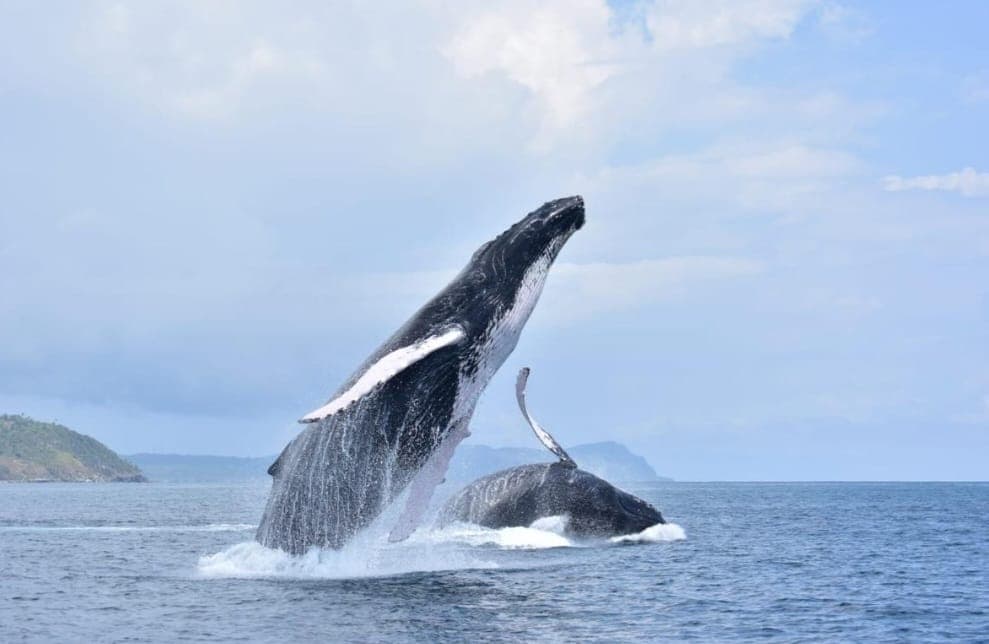 Los Haitises National Park & Bay Excursions gallery image