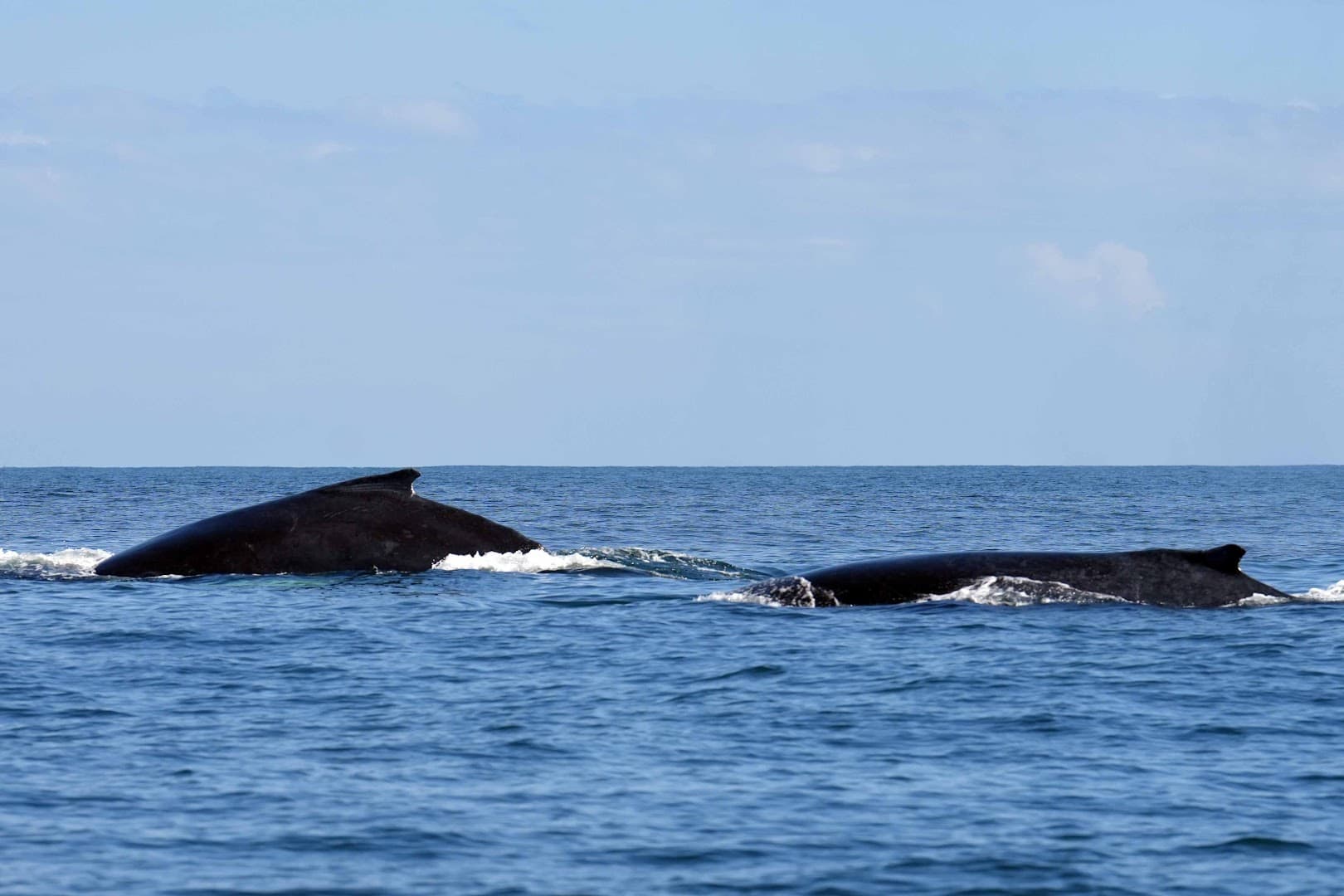 Whale Watching with Marine Biologist gallery image