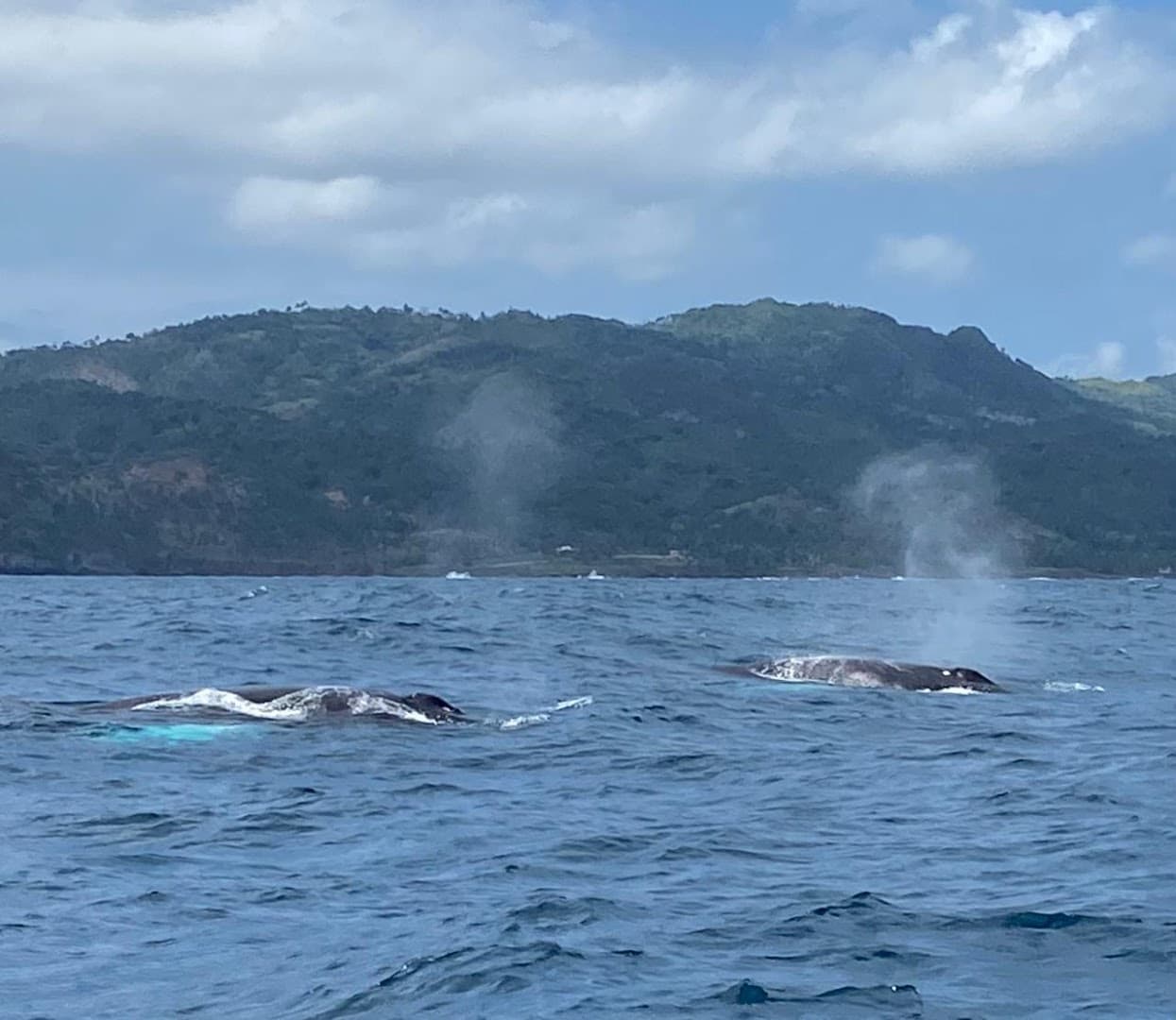Whale Watching Excursion from Samaná