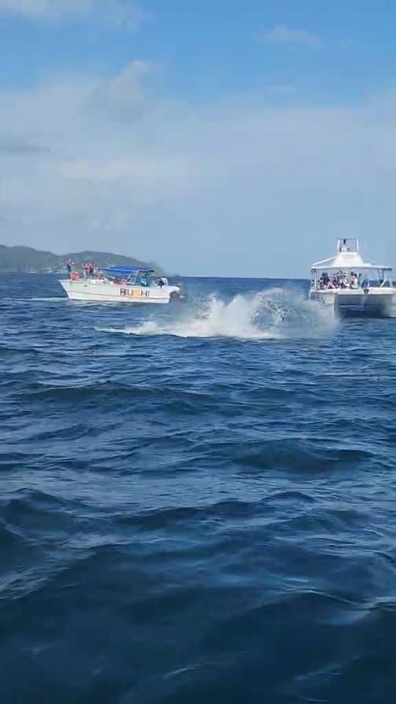 Whale Watching Excursion from Samaná gallery image