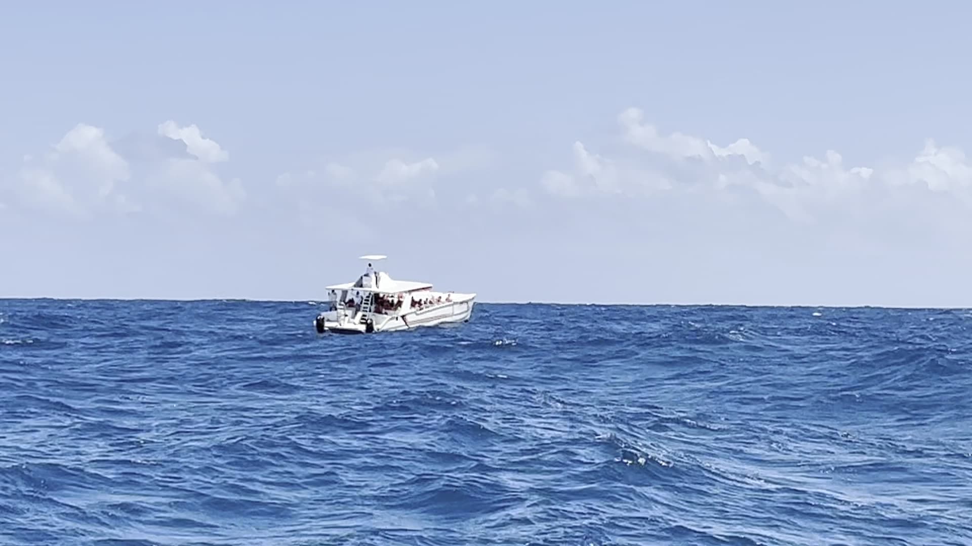 Whale Watching Excursion from Samaná gallery image
