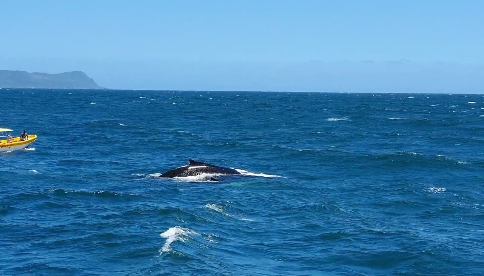 Humpback Whale Watching — Samaná Bay gallery image