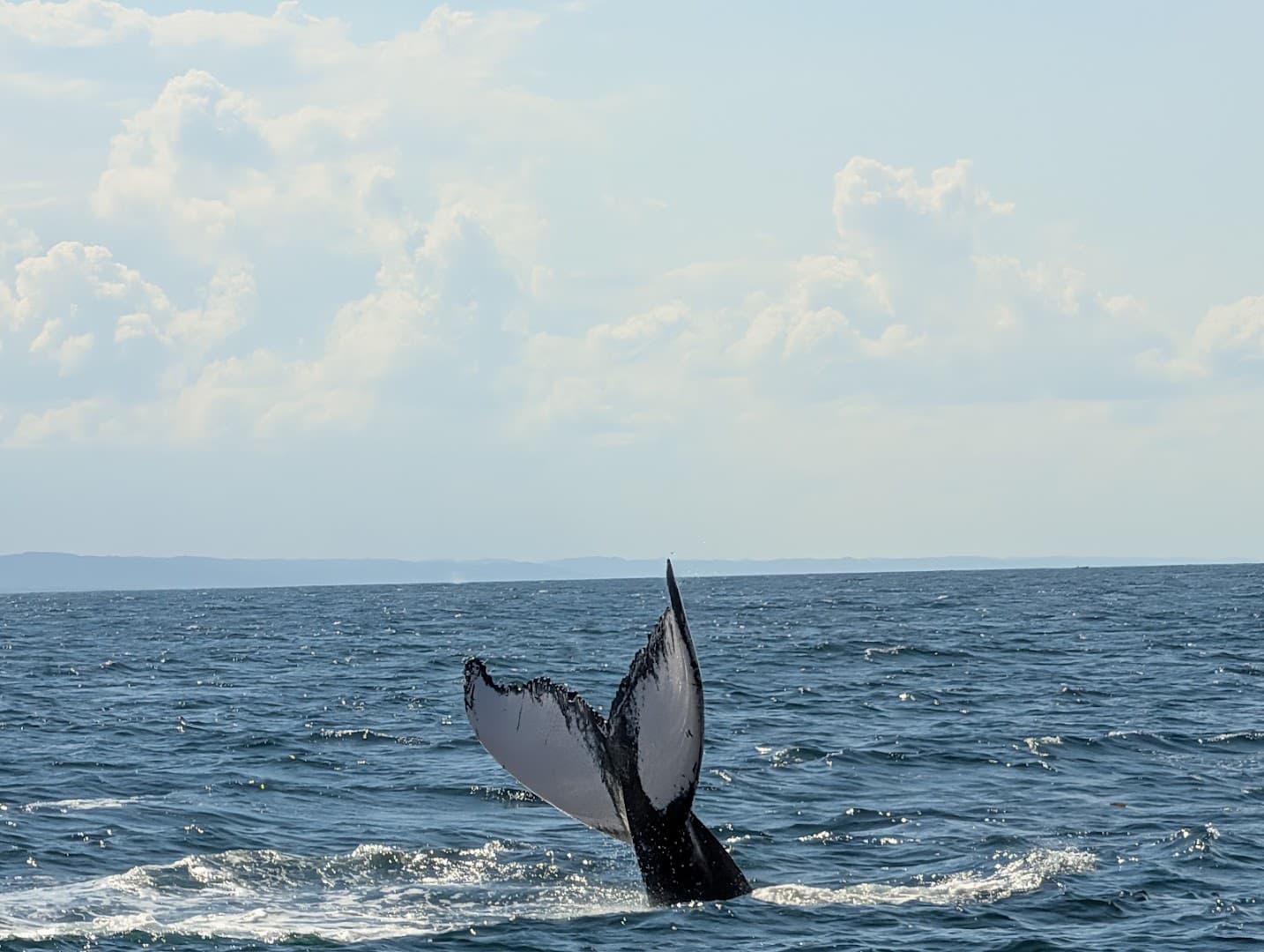 Humpback Whale Watching — Samaná Bay gallery image