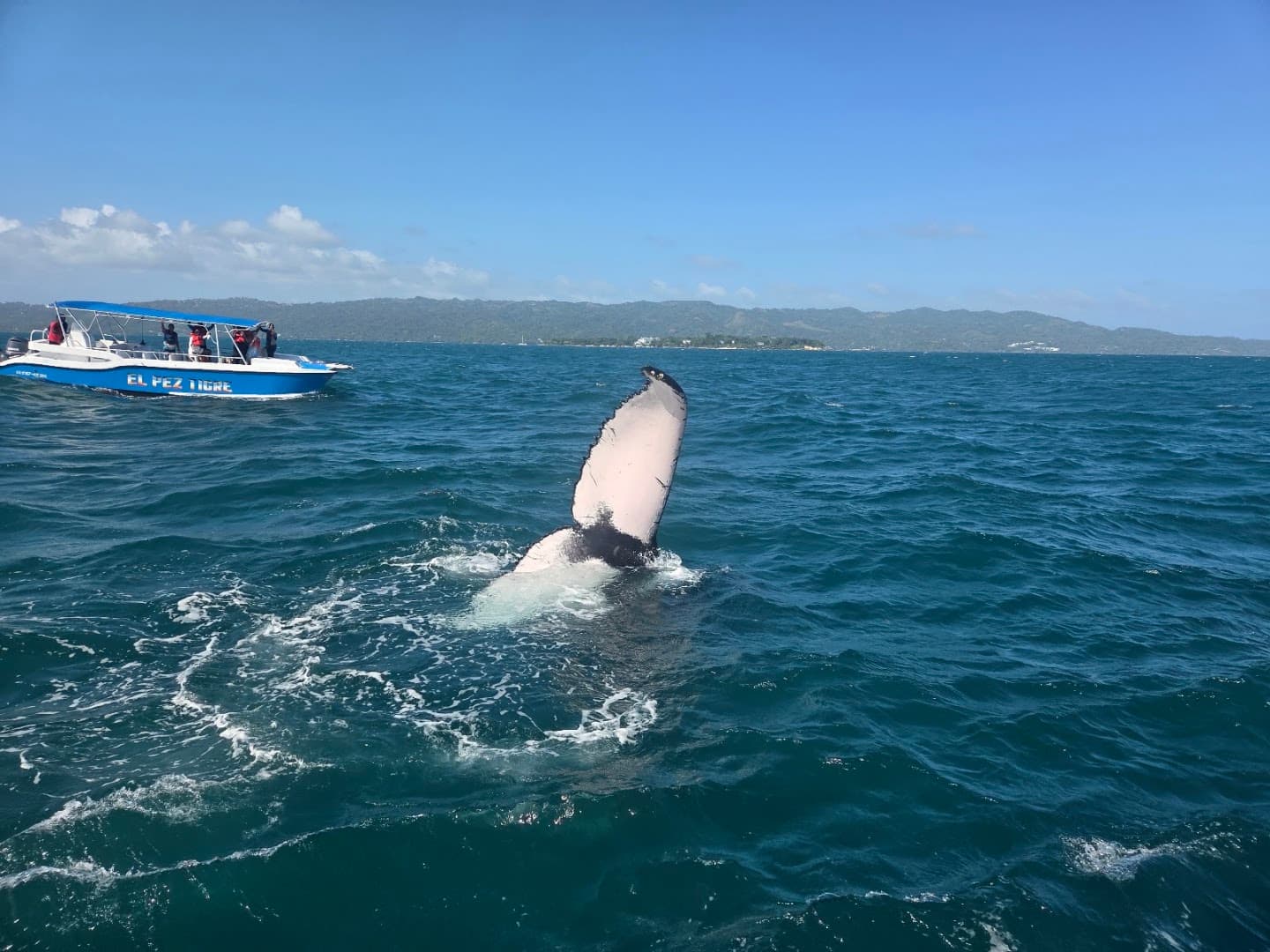 Humpback Whale Watching — Samaná Bay gallery image