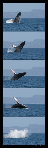 Los Haitises + Hydrophone Whale Watch gallery image