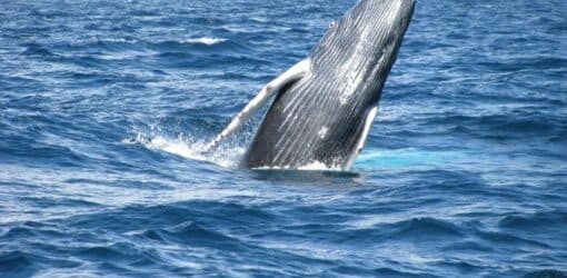 Whale Watching Expedition gallery image