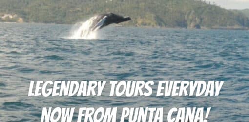 Whale Watching Expedition gallery image
